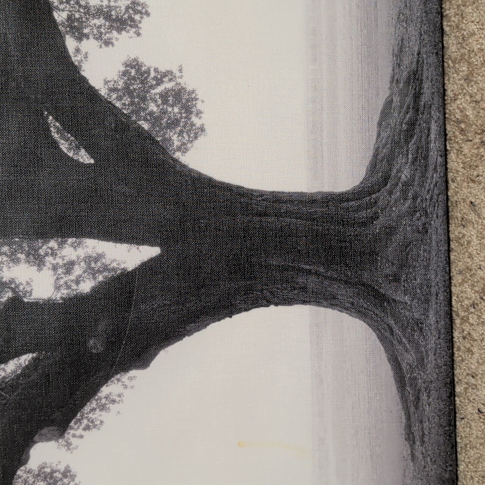 Tree of Life Black & White Photo 23.5 By 23.5 Stretched Canvas Art - Picture 7 of 10